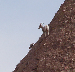 Bighorn sheep