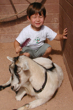 Brushing one of many goats