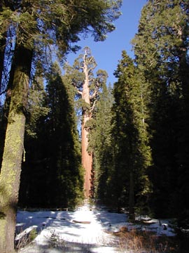 Trip to Sequoia