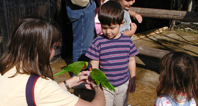 Feeding the Birds